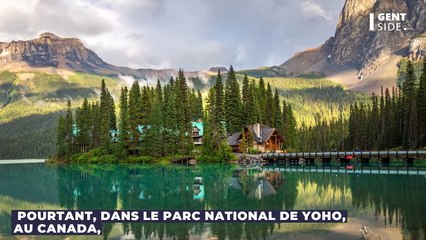 Cette méduse de 500 millions d'années est plus vieille que les dinosaures