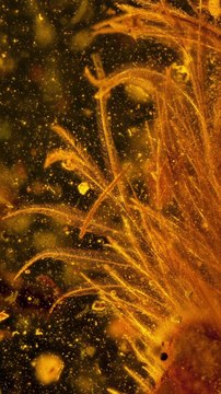 Des dinosaures à plumes ?!