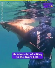Loving SEA LION Gives Diver A Cuddle!