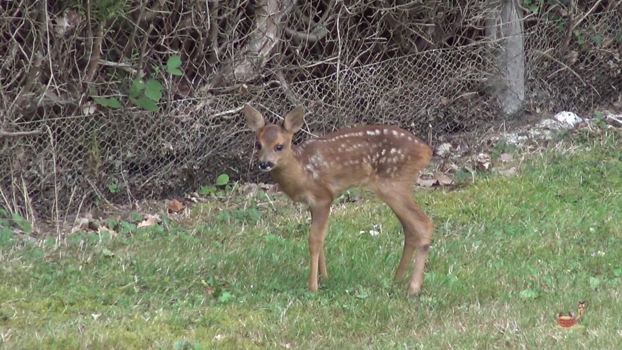 Duo de faons au jardin