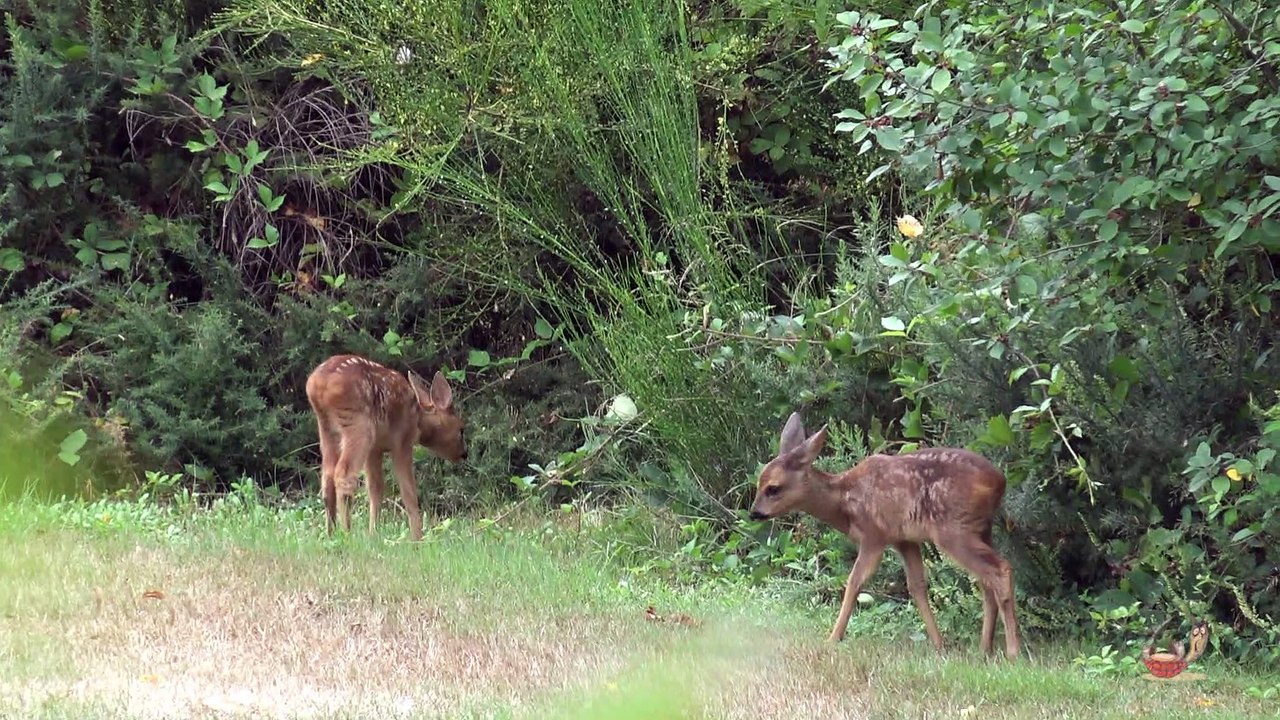Faons jumeaux au jardin