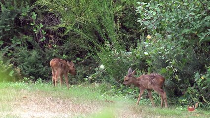Faons jumeaux au jardin