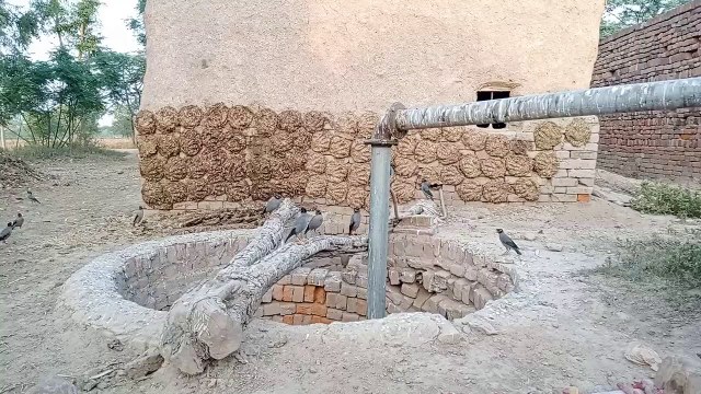 Bank Myna (Acridotheres ginginianus) Nesting in the Well | Bank Myna's Call | Birds of Pakistan | V1