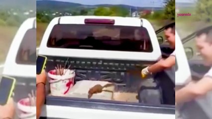 Kocaeli belediye ekipleri sıcaktan bunalan sincabın imdadına işte böyle yetişti