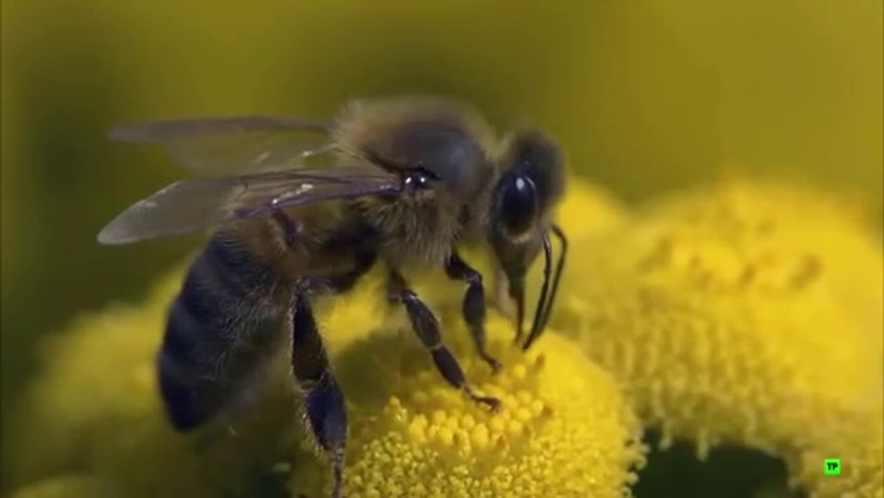Documental sobre las abejas  01