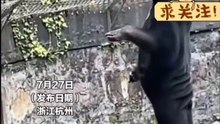 遊客質疑動物園的熊是人假扮的，你覺得呢？Tourists suspect the bears at the zoo are fake. What do you think? #funny #Amazing