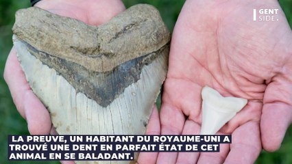 Un ado trouve une dent de mégalodon intacte lors d’une balade (PHOTO)