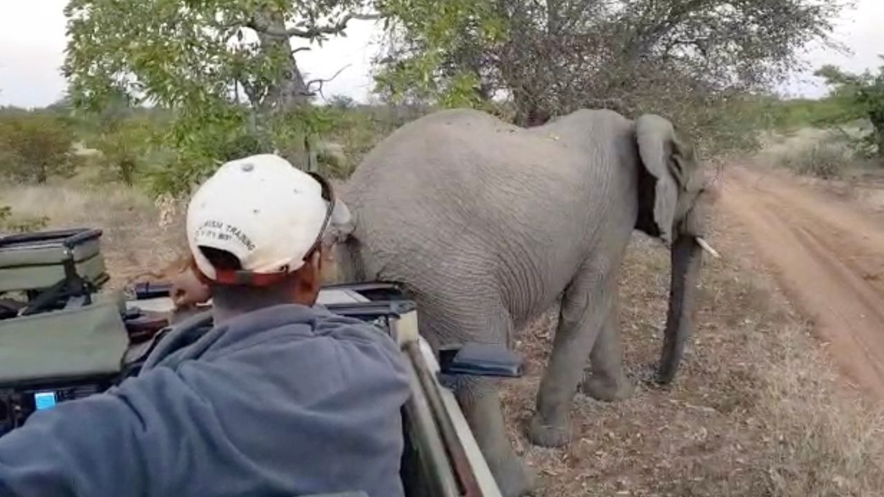 Elephant Scratches Butt On Safari Vehicle | Wild-ish TV