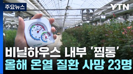 40도 넘는 비닐하우스 안...일손 놓을 수 없어 '막막' / YTN