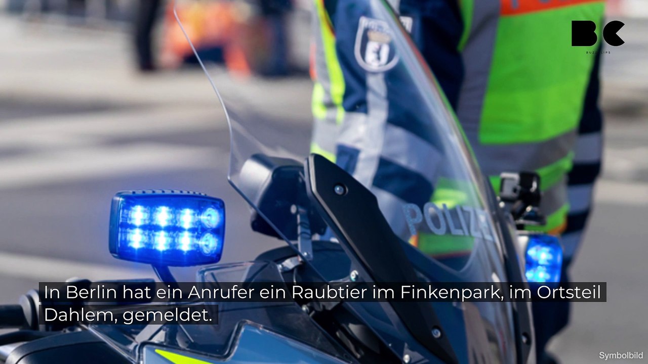 Berlin: erneute sorge um feilaufendes raubtier