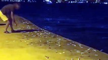 Bodrum’da binlerce balık karaya sıçradı