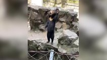 Watch: ‘Human bear’ seen waving at Chinese zoo in new video