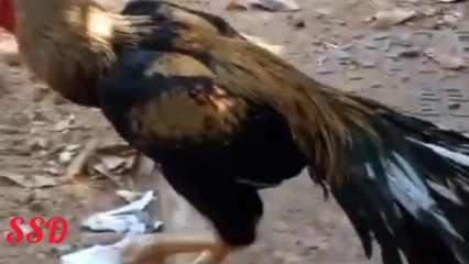 Rooster parrot beak