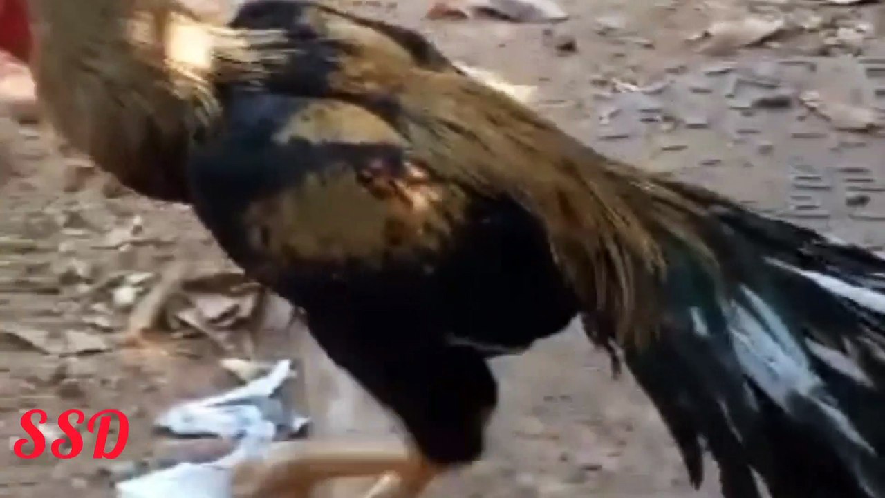 Rooster parrot beak