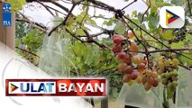 Bagong bukas na mini vineyard sa M'lang, Cotabato, patok na pasyalan ng mga turista