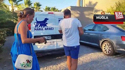 Muğla'da yangında kurtarılan kaplumbağalar tedavi ediliyor