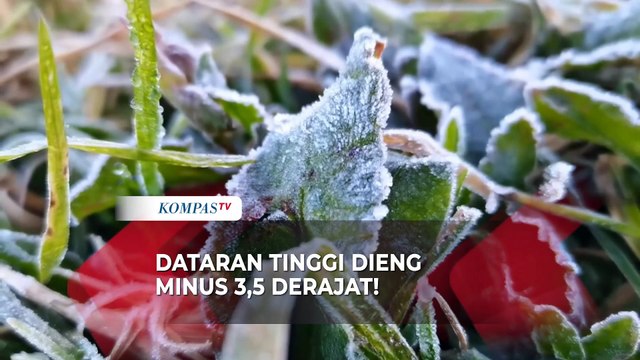 Dieng Membeku! Begini Penampakan Embun Es dengan Suhu Minus 3,5 Derajat Celcius