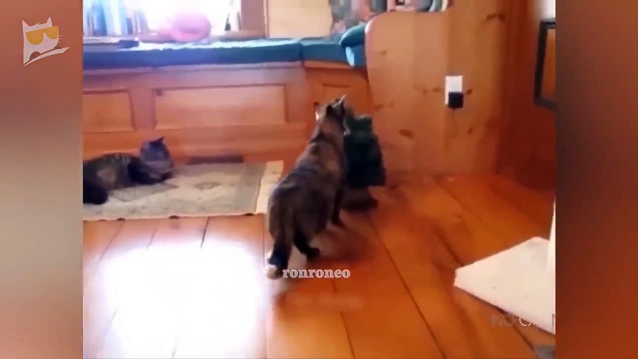 1 Hour of Funniest Animals 2023 - Funniest Cats and Dogs