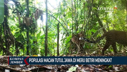 Populasi Macan Tutul Jawa di Meru Betiri Meningkat, Aktivitasnya Terekam Kamera
