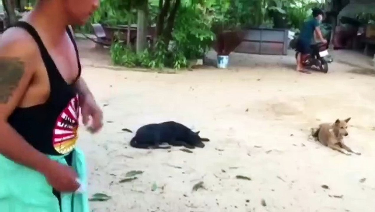 Troll Prank Dog Funny & fake Lion and Fake Tiger Prank To dog & Huge Box Prank to dog