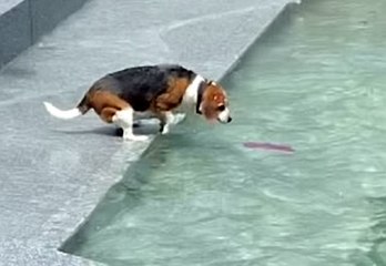 Cute Pup Rescues It’s Favourite Toy From Water!