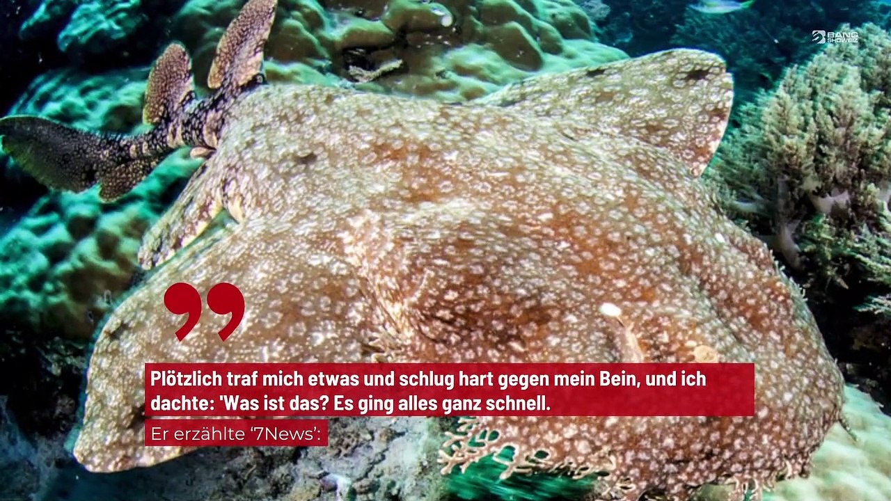 Mann überlebt Hai-Angriff durch einen Faustschlag