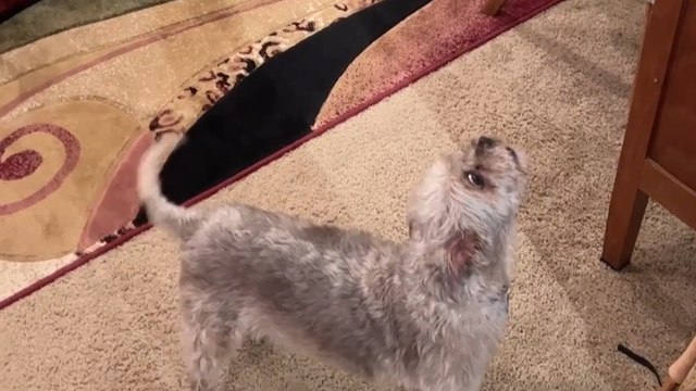 Talented Dog Sings Along With Owner’s Saxophone!