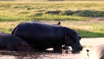 Crocodile Ruthlessly Eats a Hippo !!