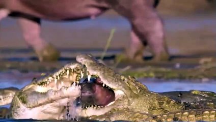 Crocodiles Being Devoured By Lions As a Kind of Vengeance
