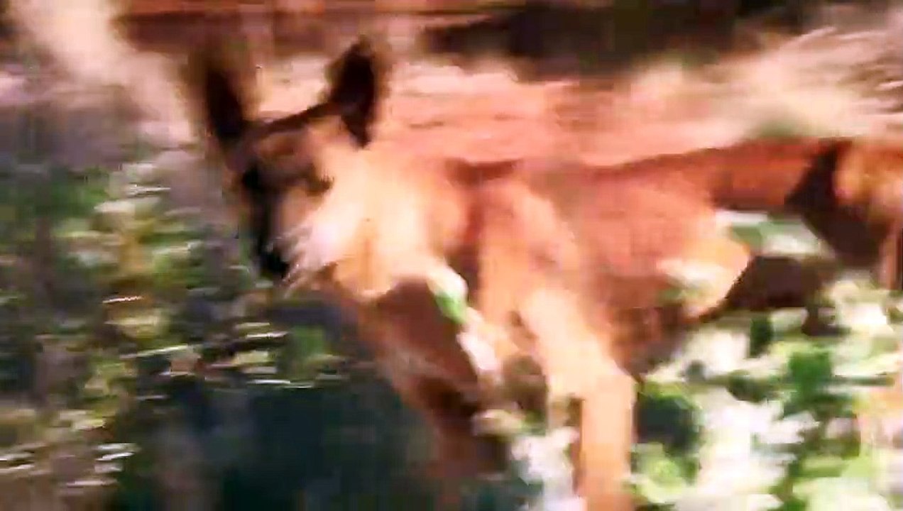 Dingo Dogs Rip a Kangaroo Who Fled Alone