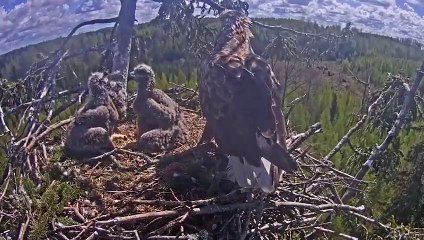 Eagle Snatches Baby Leopard, But his Mother Manages to get Revenge