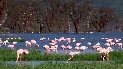 Even if The Flamingo Flies, it Will Not be Able to Escape This Baboon