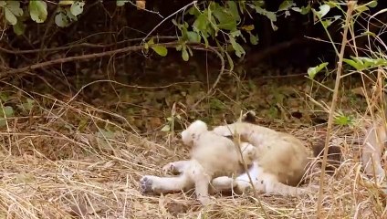 Hyenas Deceive Lions And Steal Their Cubs !!