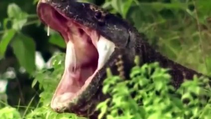 Komodo Dragons Prefer to Consume Their Prey Alive