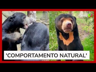 Zoológico da Inglaterra divulga imagens de 'urso que fica em pé' após polêmica na China