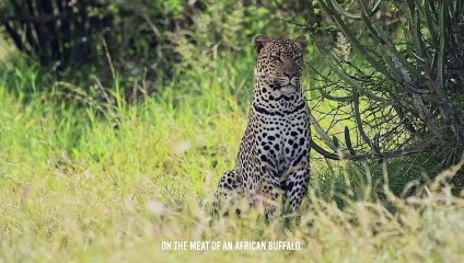 Leopard Messed With The Wrong Buffalo , It Pays Its Life