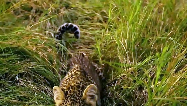 Leopard Exacts Retribution on The Lions For Killing Her Cub