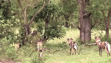 Mother Baboon Sacrificed Herself For Her Young !!