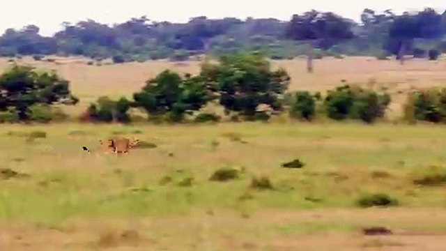 Mother Cheetah Puts Up All of Her Strength Against Hyenas