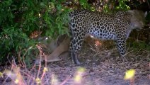 Leopard Teaches a Jackal a Lesson He'll Never Forget