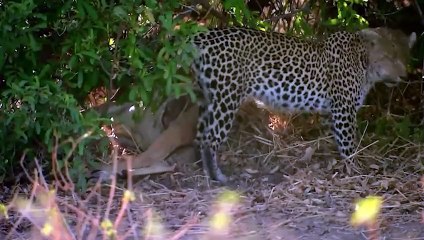 Leopard Teaches a Jackal a Lesson He'll Never Forget