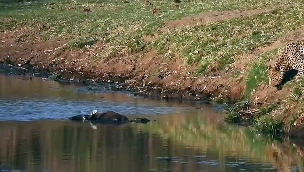 Leopard Caught In A Crocodile Trap !!