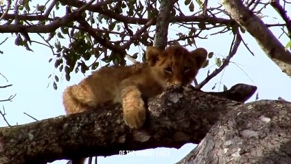 Lion Cub Kidnapped In front Of His Family