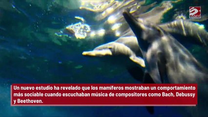 Los delfines disfrutan de la música clásica