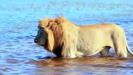 Lions and Cub Try to Cross the Crocodile River and Miraculously Succeed