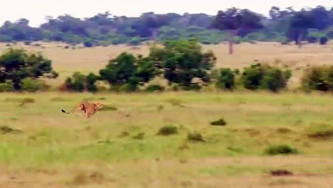 Mother Cheetah Puts Up All of Her Strength Against Hyenas