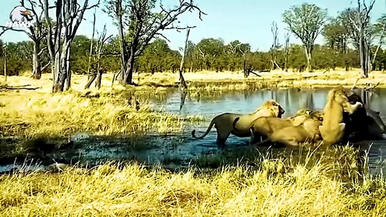 30 Moments King Lion Brutal Fight To Last Breath   Animal Fight