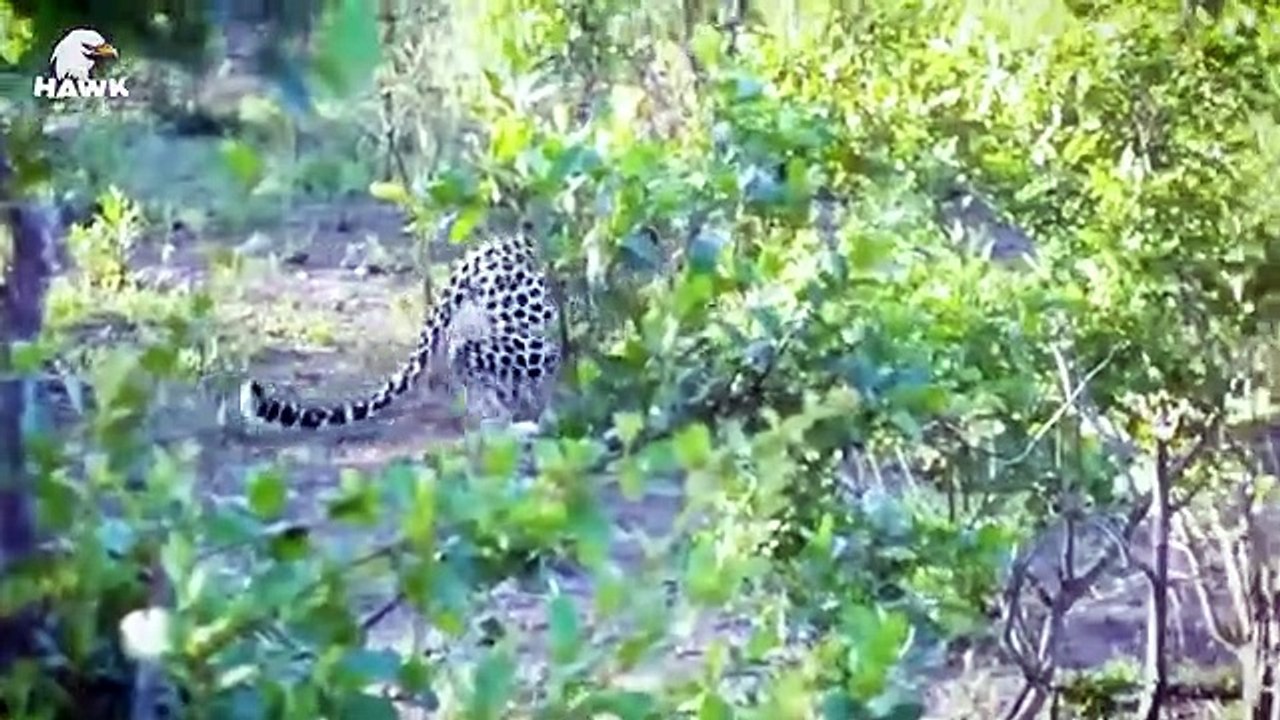 30 Moments Leopards Fight Baboons To Save Their Babies   Animal Fight