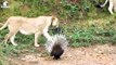 30 Moments Lion Becomes Foolish When Daring To Provoke An Attack On Porcupine   Animal Fight