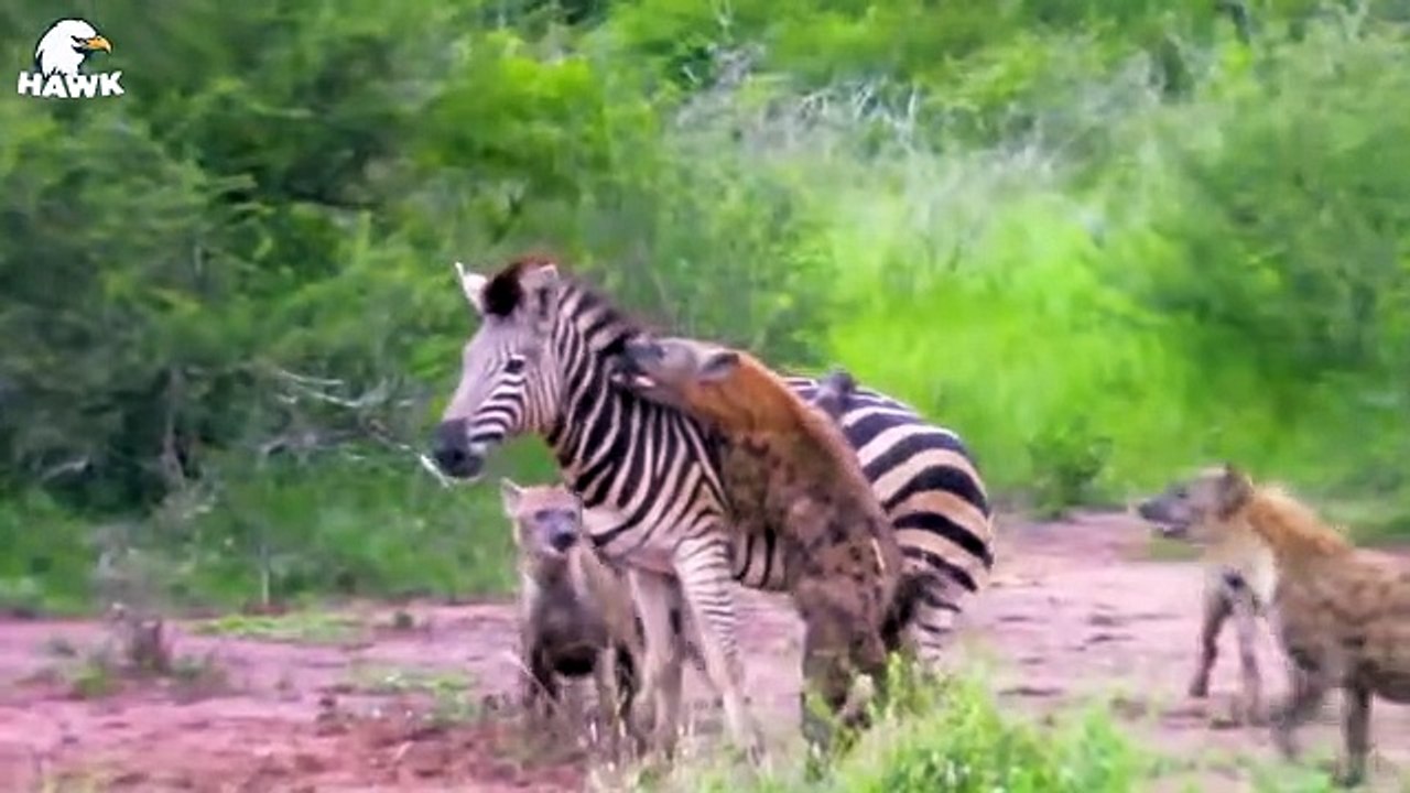 30 Moments Of Big Cats Hunting Wild Animals In 1 Second Animal Fight